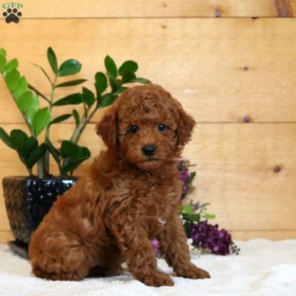 Aiden, Miniature Poodle Puppy