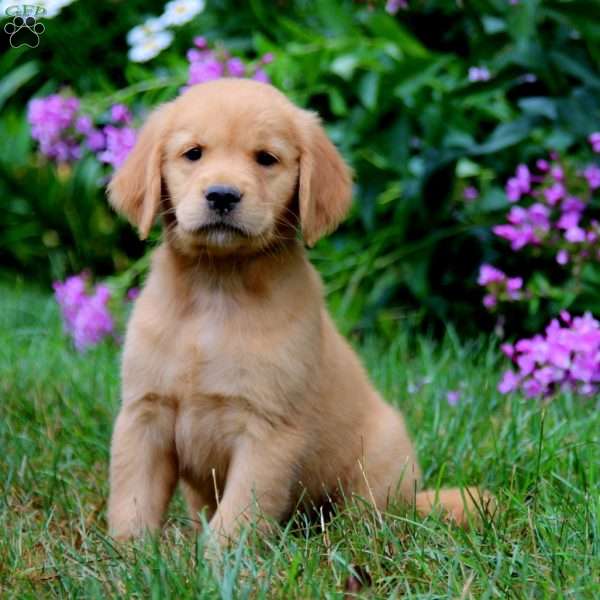 Ajay, Golden Retriever Puppy