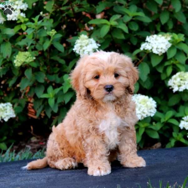 Alec, Cavapoo Puppy