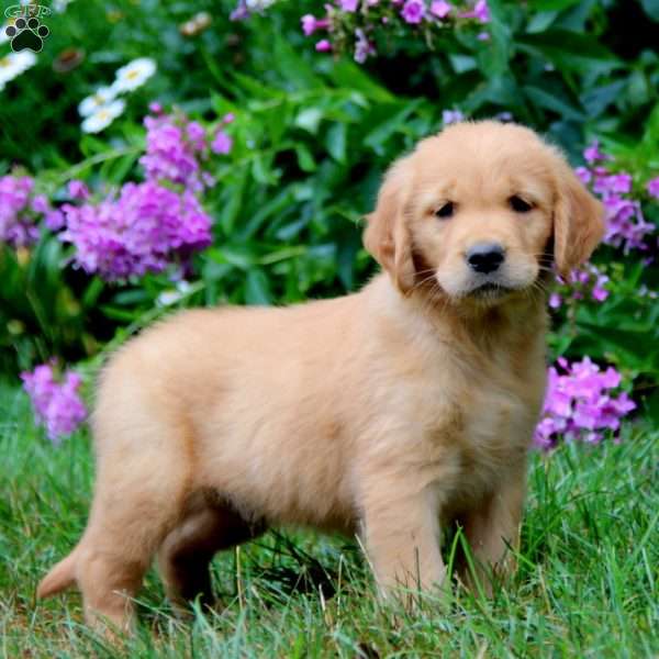 Alec, Golden Retriever Puppy