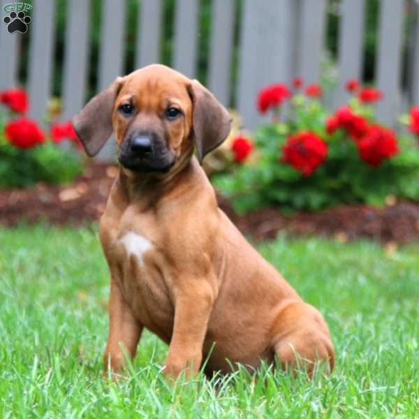 Alex, Rhodesian Ridgeback Puppy