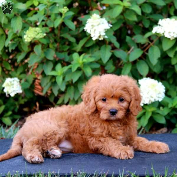 Alexis, Cavapoo Puppy