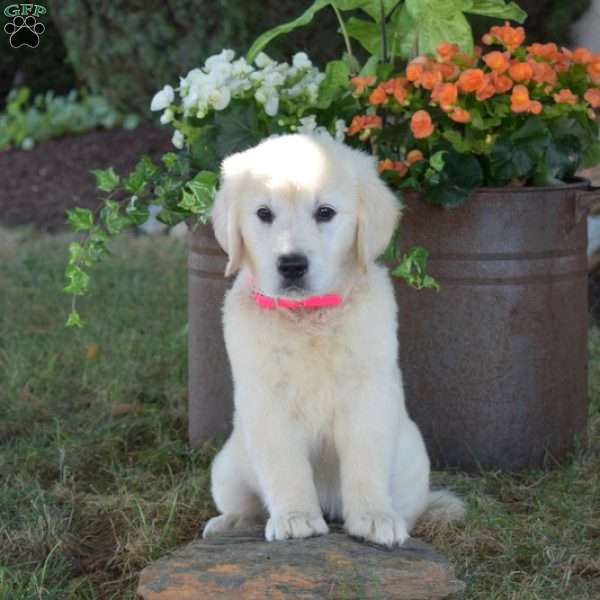 Ali, English Cream Golden Retriever Puppy