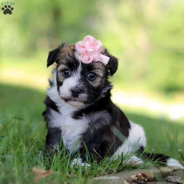 Alice, Havanese Puppy