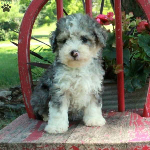 Alice, Mini Bernedoodle Puppy