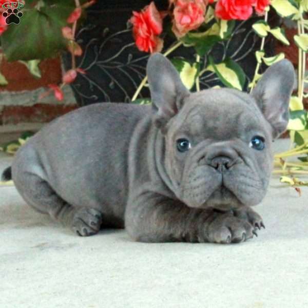 Alice, French Bulldog Puppy