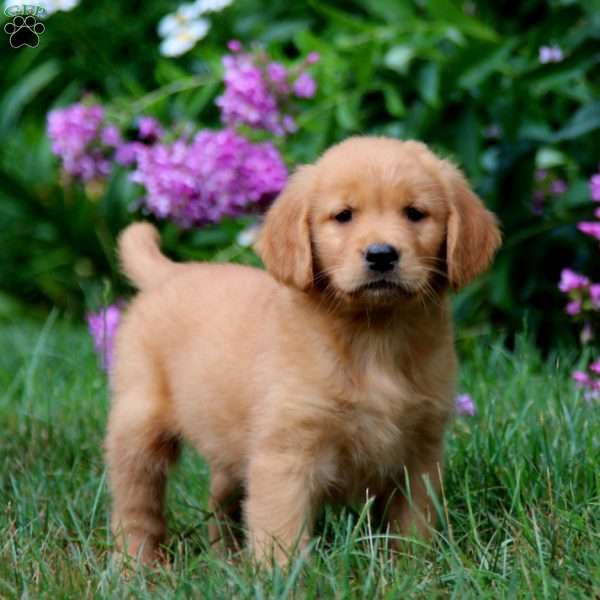 Alice, Golden Retriever Puppy