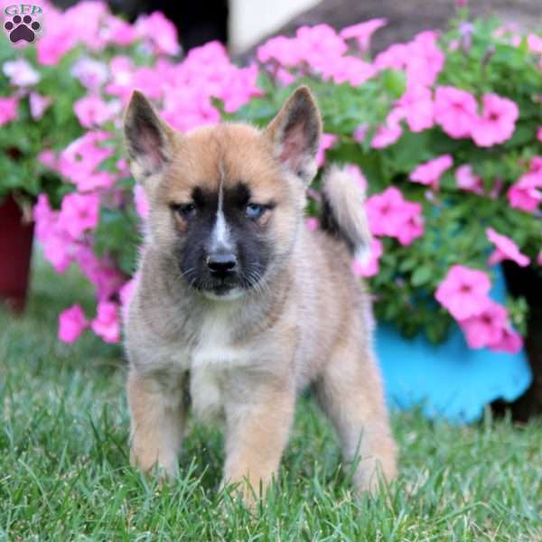 Alisha - Akita Mix Puppy For Sale in Pennsylvania