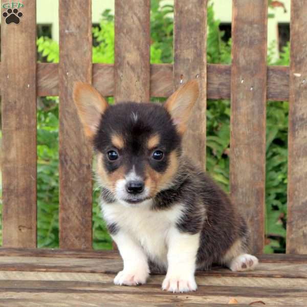 Allie, Pembroke Welsh Corgi Puppy