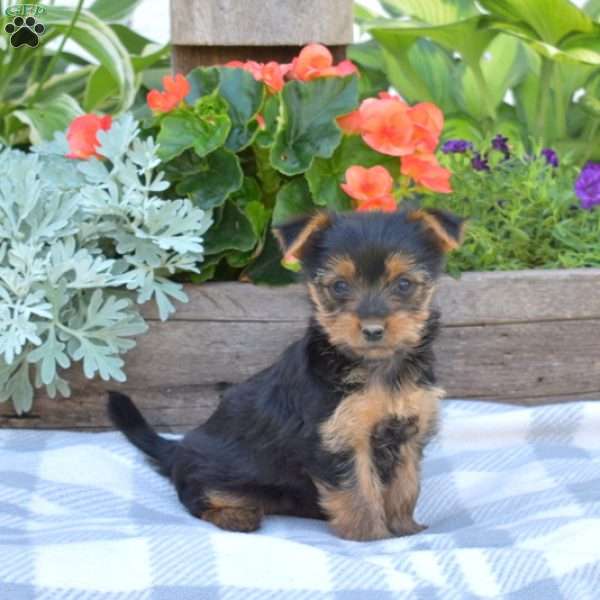 Allie, Yorkie Puppy