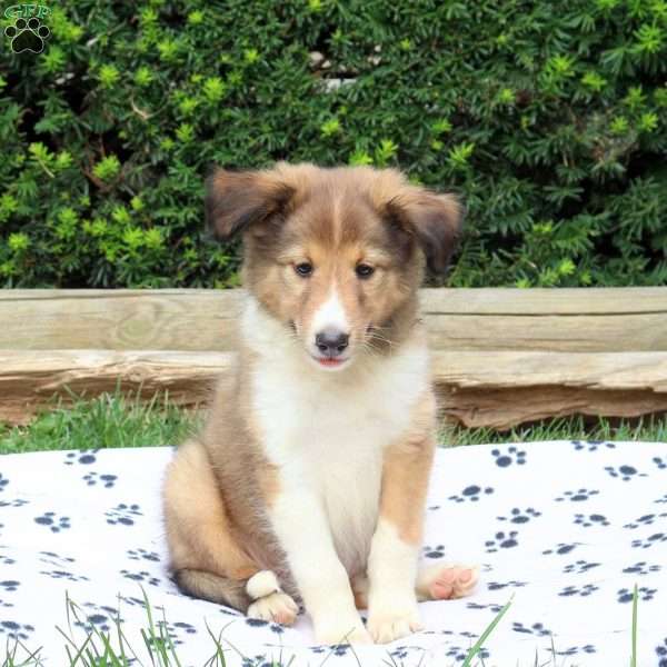 Alphie, Sheltie Puppy