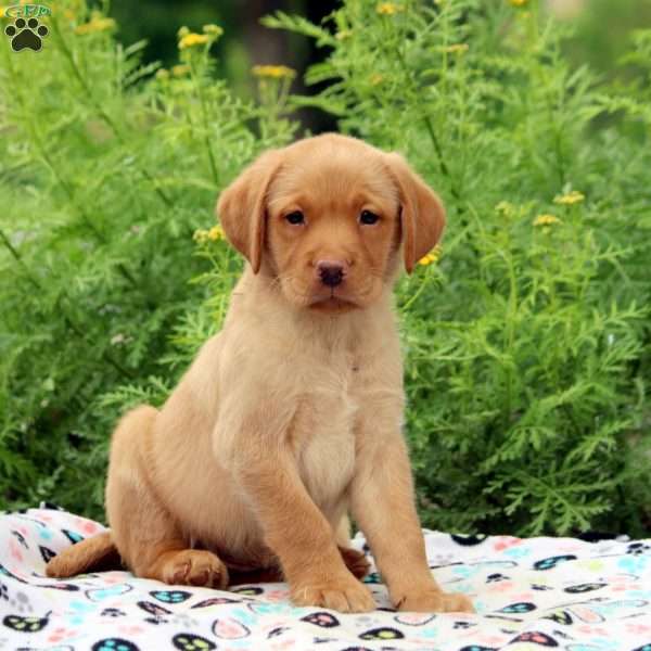 Amber, Fox Red Labrador Retriever Puppy