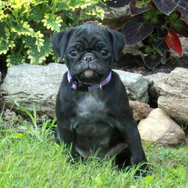 Amelia, Pug Puppy