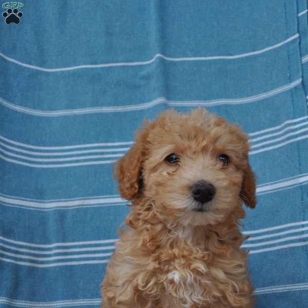 Amora, Springerdoodle Puppy