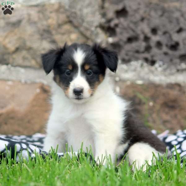 Amy, Sheltie Puppy