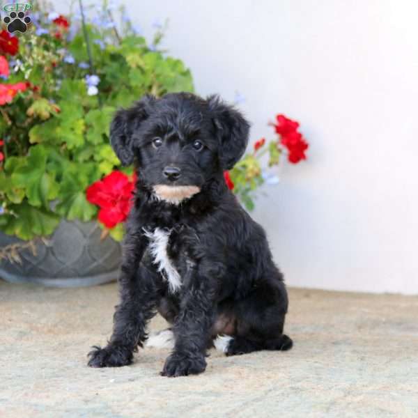 Amy, Yorkie Poo Puppy