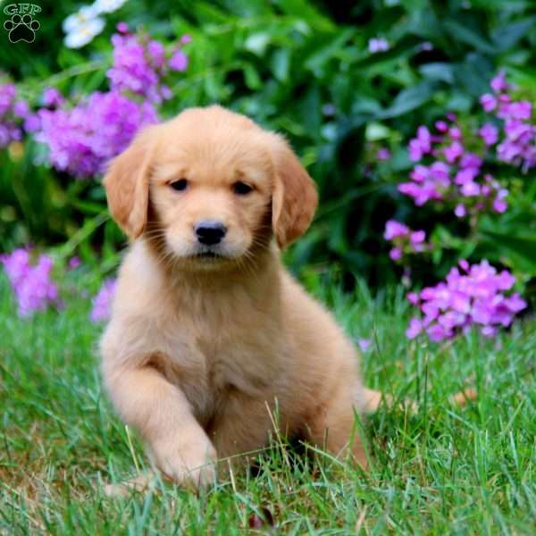 Amy, Golden Retriever Puppy