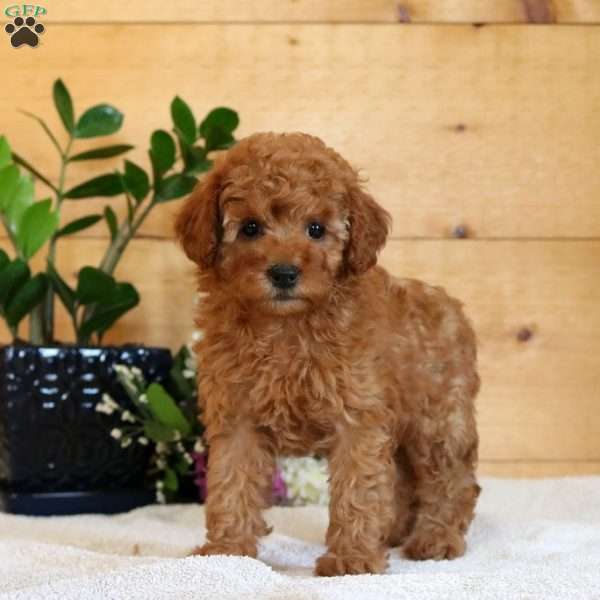 Amy, Miniature Poodle Puppy