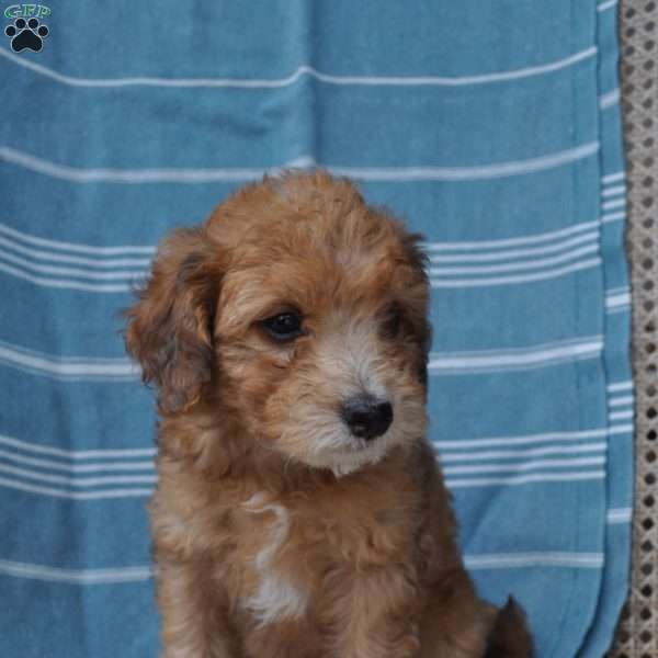 Andreas, Springerdoodle Puppy