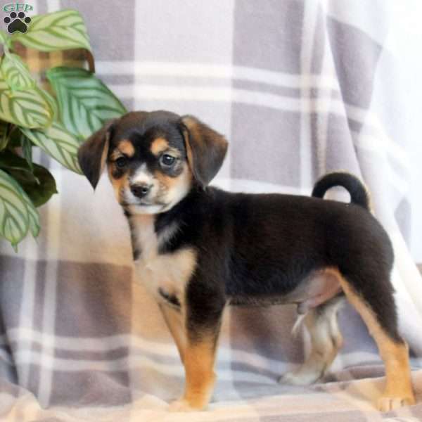 Andy, Shiba Inu Mix Puppy