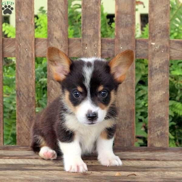 Andy, Pembroke Welsh Corgi Puppy