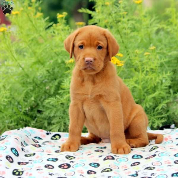 Andy, Fox Red Labrador Retriever Puppy