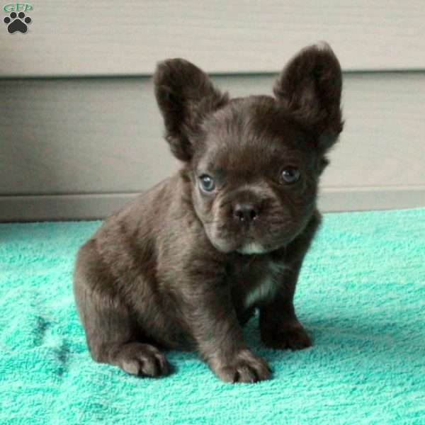 Andy, French Bulldog Puppy