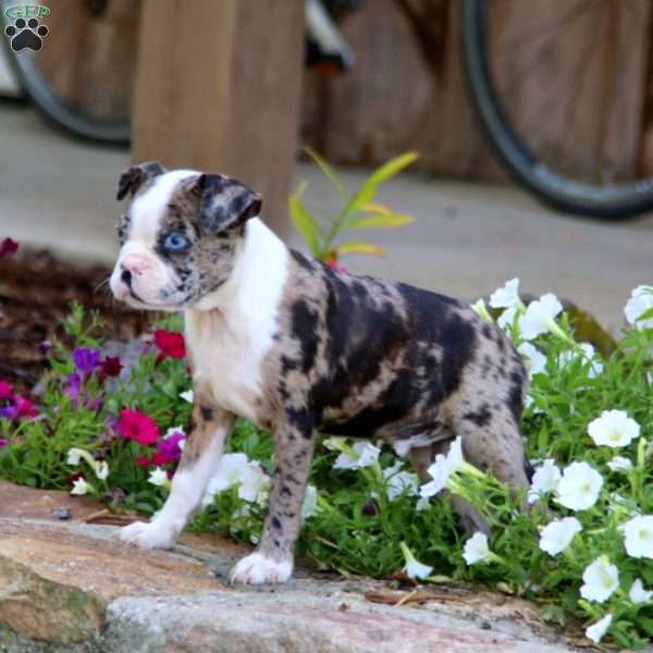 Andy, Boston Terrier Puppy