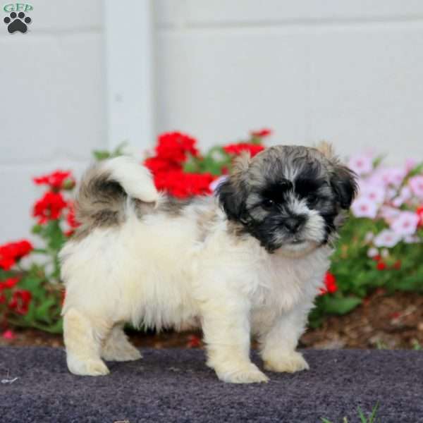 Andy, Teddy Bear Puppy