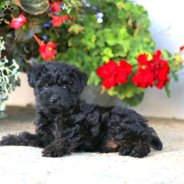 Andy, Yorkie Poo Puppy