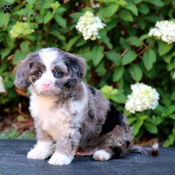 Andy, Cavapoo Puppy