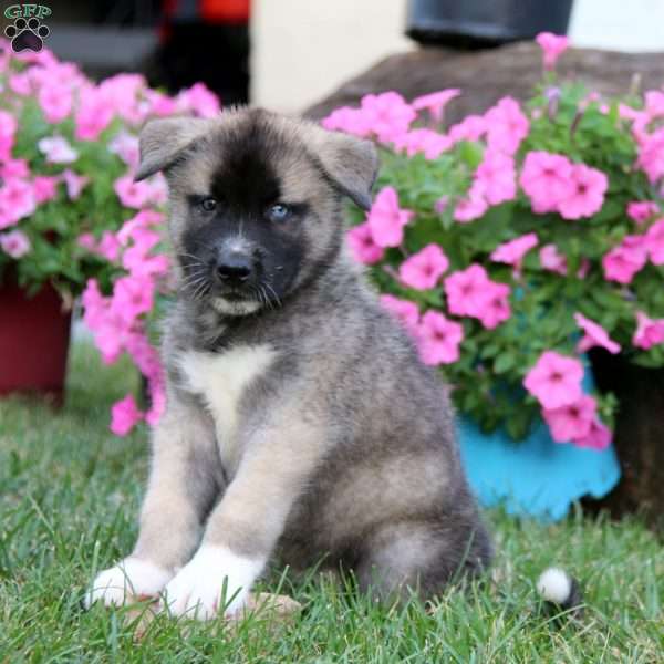 Andy, Akita Mix Puppy