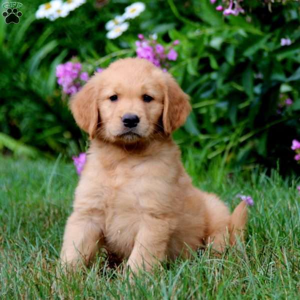 Andy, Golden Retriever Puppy