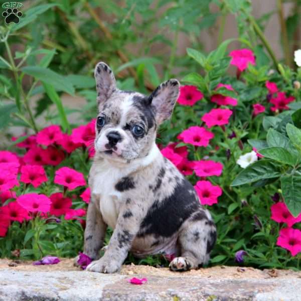 Angela, Boston Terrier Puppy