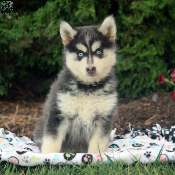 Angelica, Pomsky Puppy