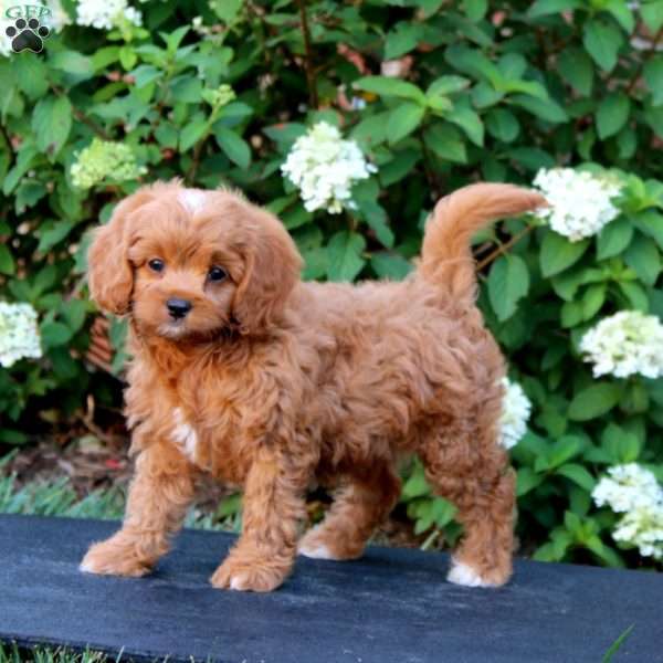 Anita, Cavapoo Puppy