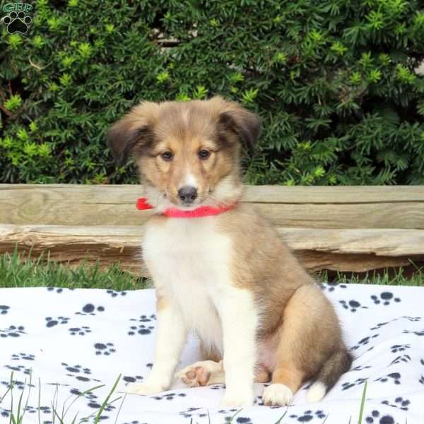 Anne, Sheltie Puppy