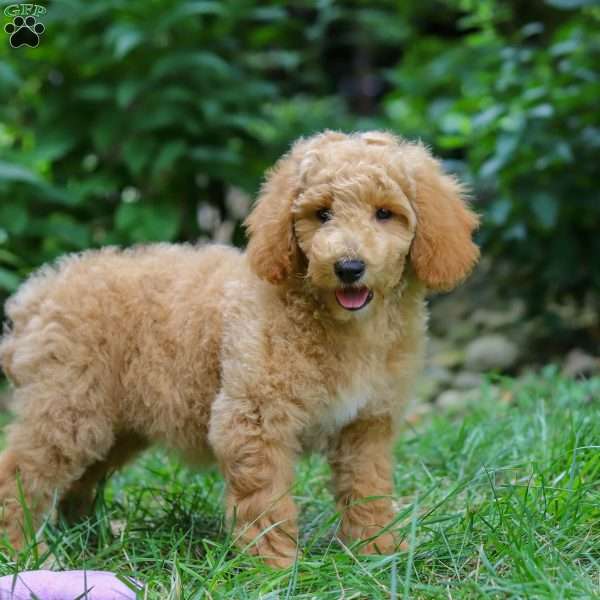 Annie, Standard Poodle Puppy