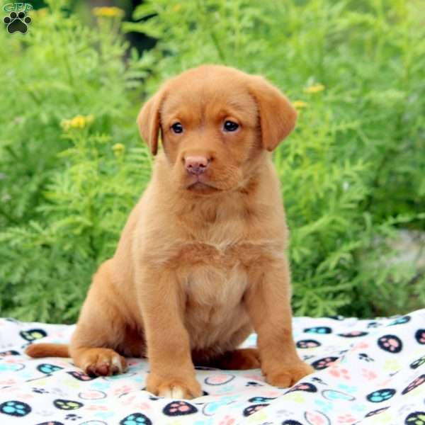 Annie, Fox Red Labrador Retriever Puppy