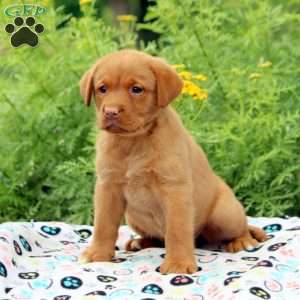 Annie, Fox Red Labrador Retriever Puppy