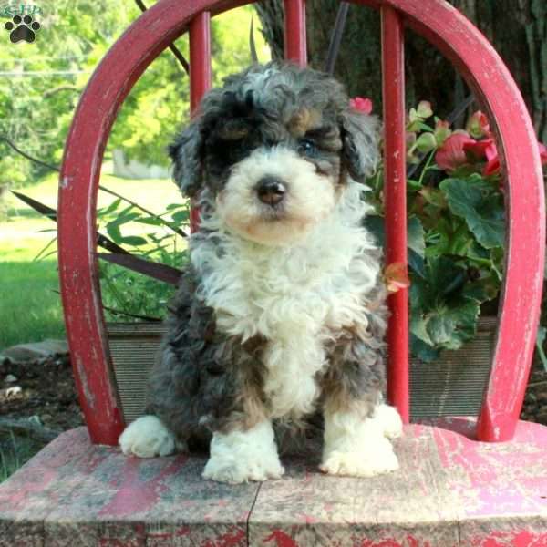 Ansel, Mini Bernedoodle Puppy