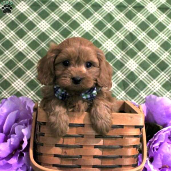 Anson, Cavapoo Puppy