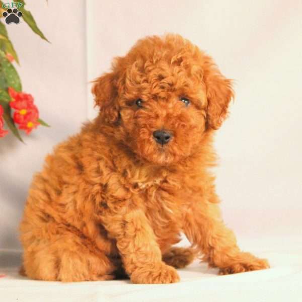 Anthony, Miniature Poodle Puppy