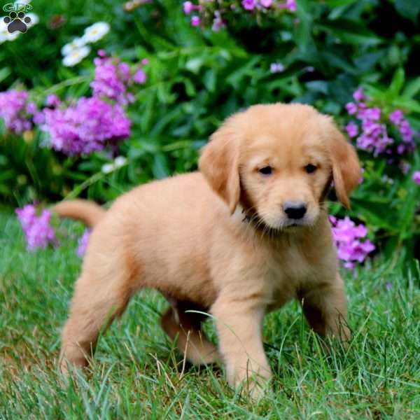 Apollo, Golden Retriever Puppy