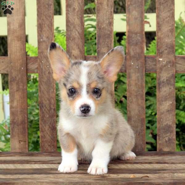 Apple, Pembroke Welsh Corgi Puppy