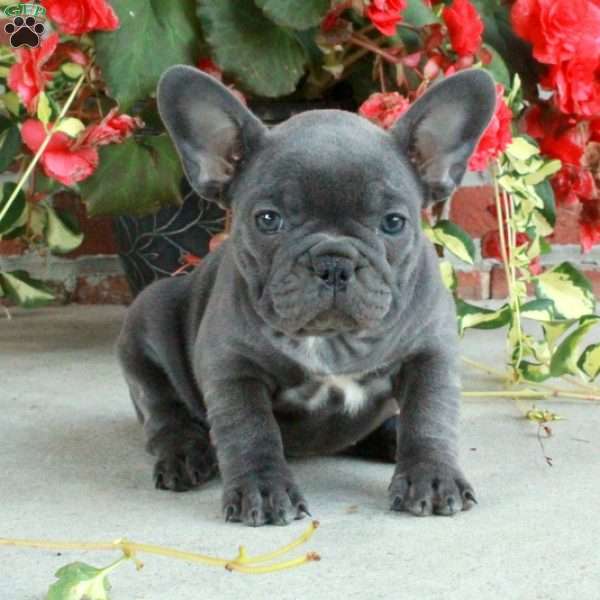 Arabella, French Bulldog Puppy