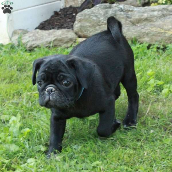 Archer, Pug Puppy