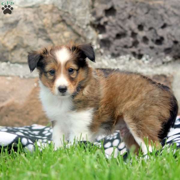 Archer, Sheltie Puppy