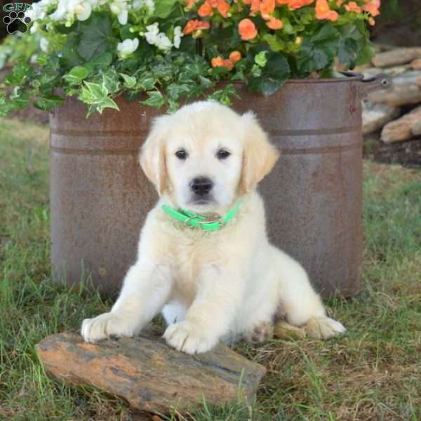 Archie, English Cream Golden Retriever Puppy