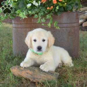 Archie, English Cream Golden Retriever Puppy